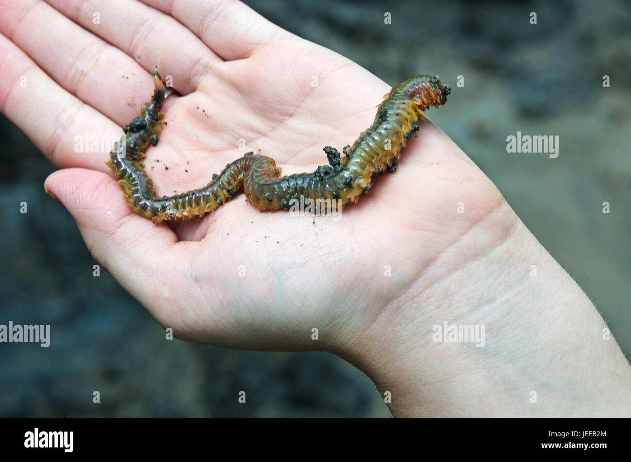 Sandworm (Nereis virens or Alitta virens) on a human hand, Frazer Point, Acadia National Park, Maine. Stock Photo