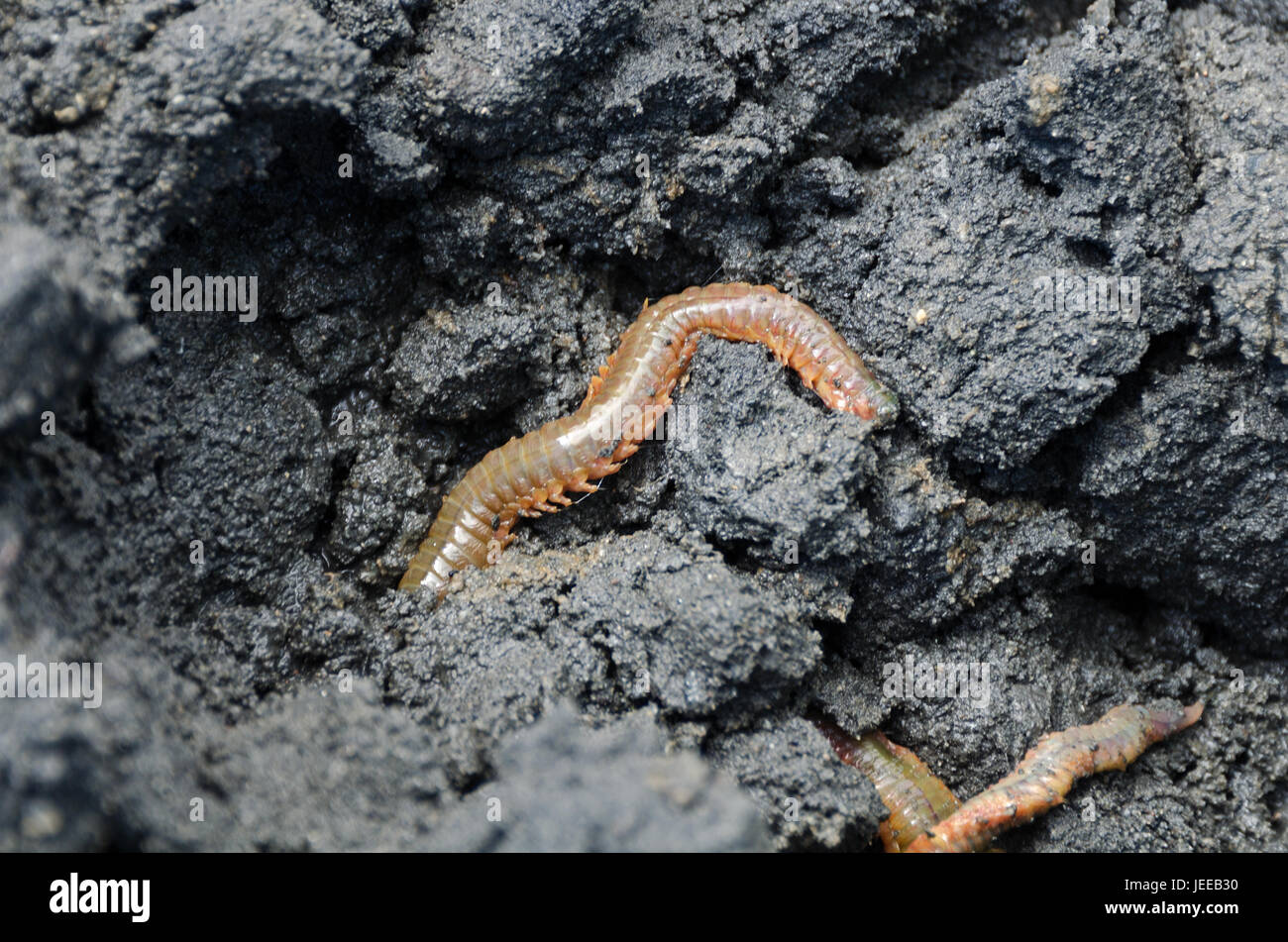 Sandworm (Nereis virens or Alitta virens) in anaerobic mud, Frazer Point, Acadia National Park, Maine. Stock Photo