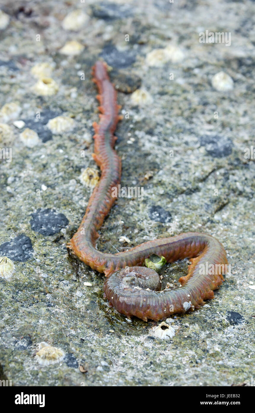 Sandworm (Nereis virens or Alitta virens), Frazer Point, Acadia National Park, Maine. Stock Photo