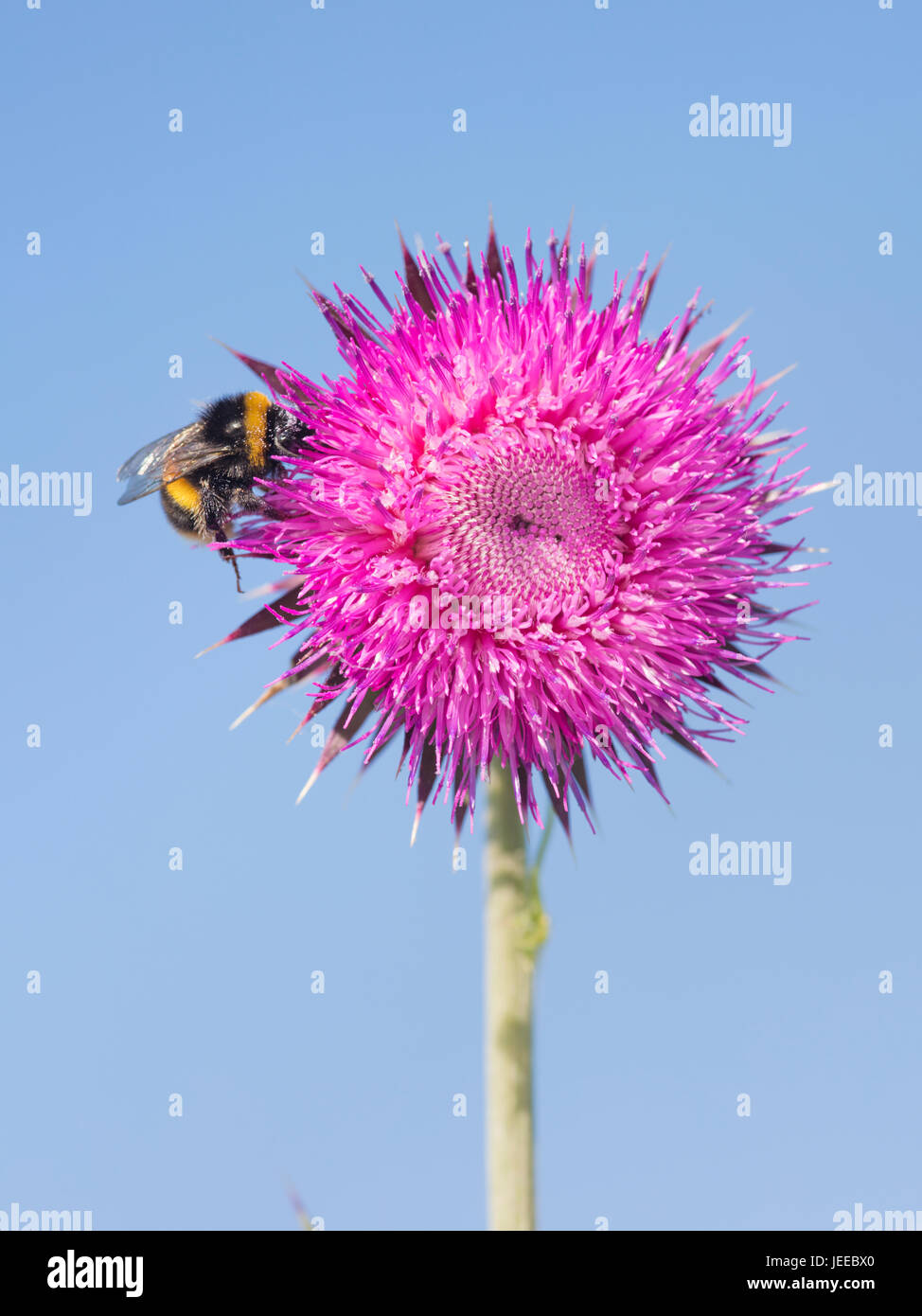 Bumble Bee Pollen High Resolution Stock Photography and Images - Alamy