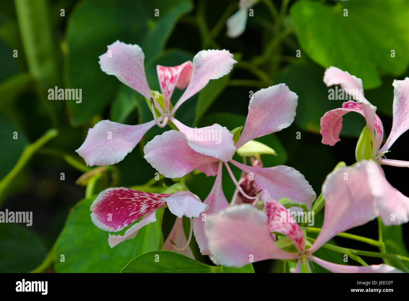 Bauhinia monandra 'Pink Orchid Tree' Stock Photo