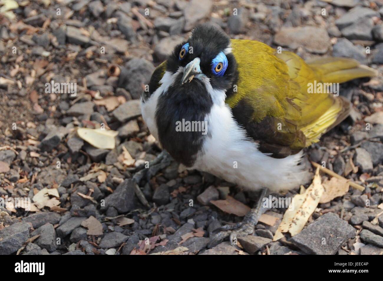 The glance of the Blue-faced honeyeater Stock Photo