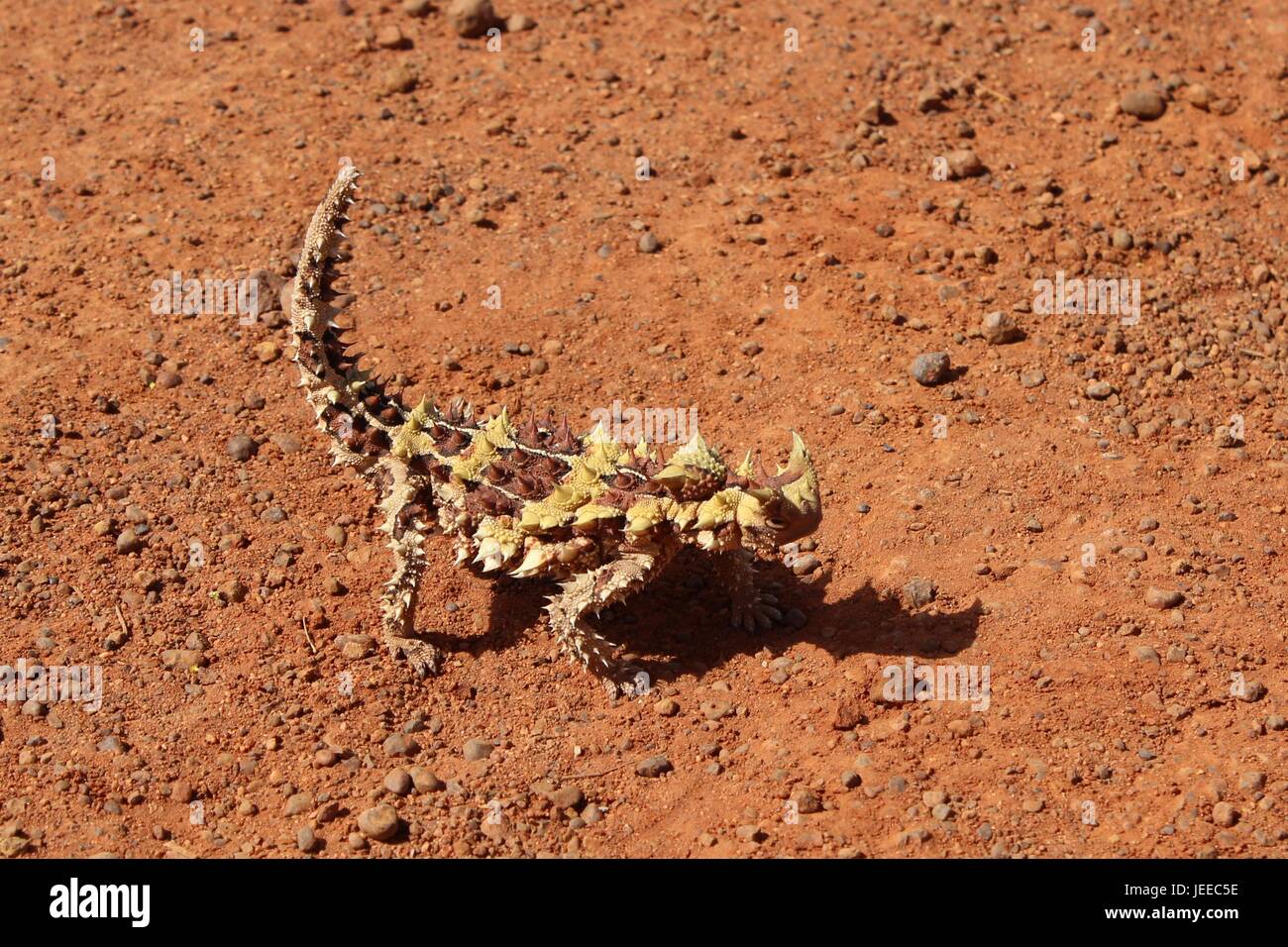 Thorny dragon in the Northern Territory of Australia Stock Photo