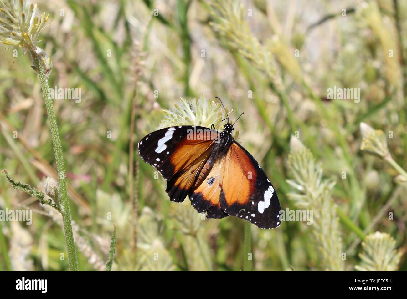 Plain Tiger with open wings in the northern Territory of Australia Stock Photo