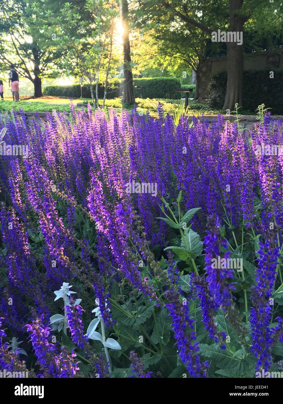 Salvia x sylvestris hi-res stock photography and images - Alamy