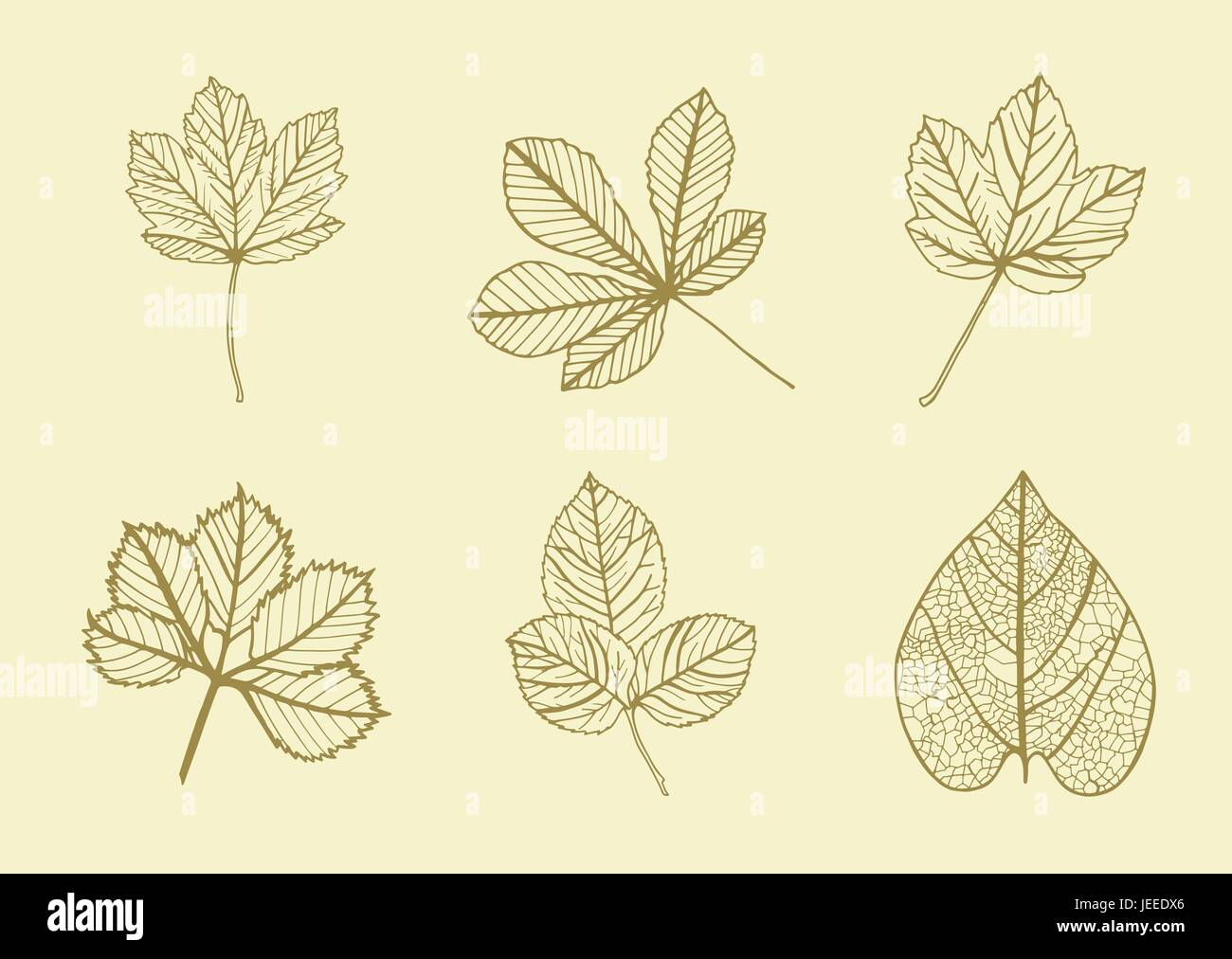Vector icon of various leaves Stock Vector Image & Art - Alamy