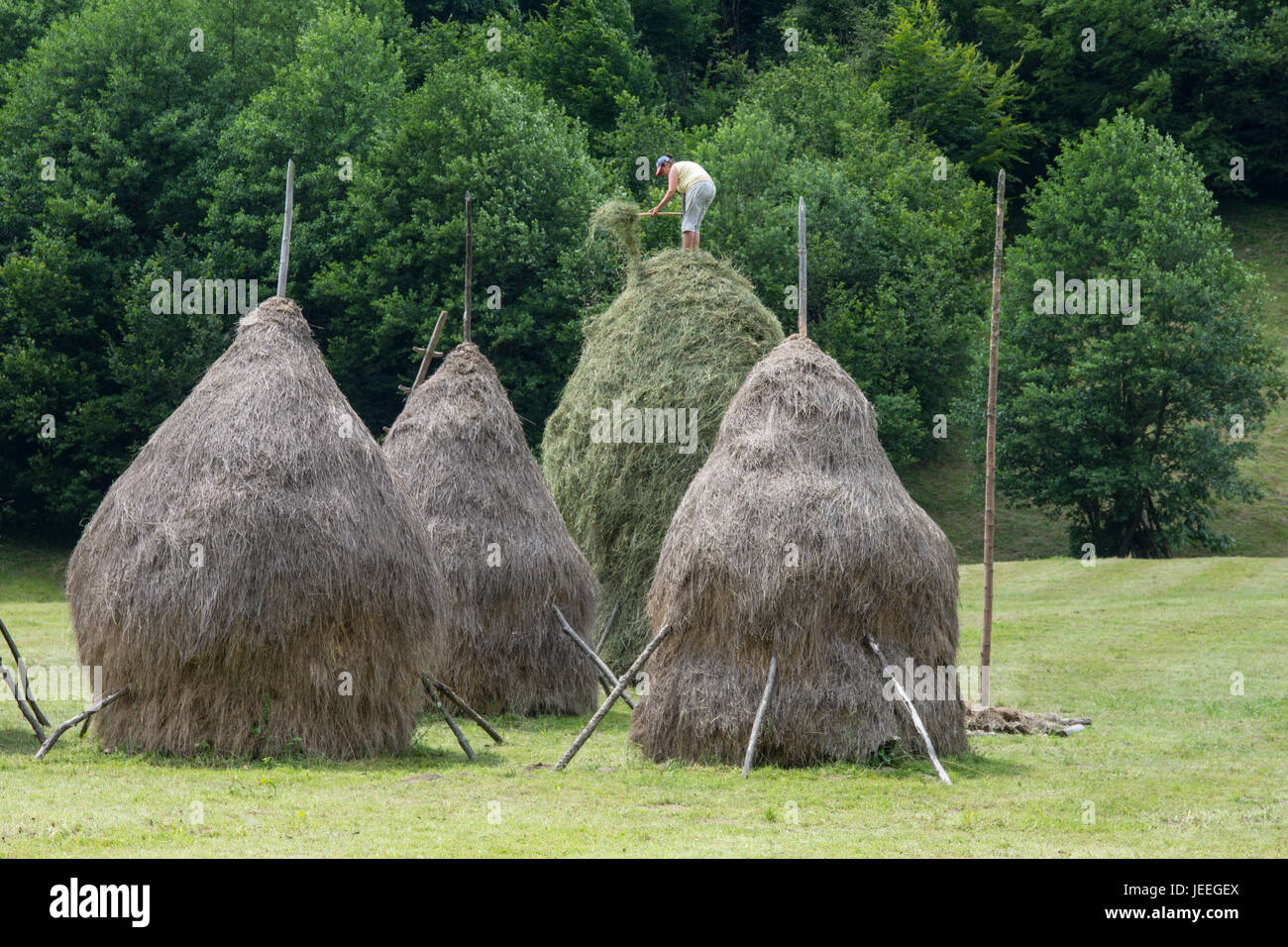 hay harvest in Romania Stock Photo