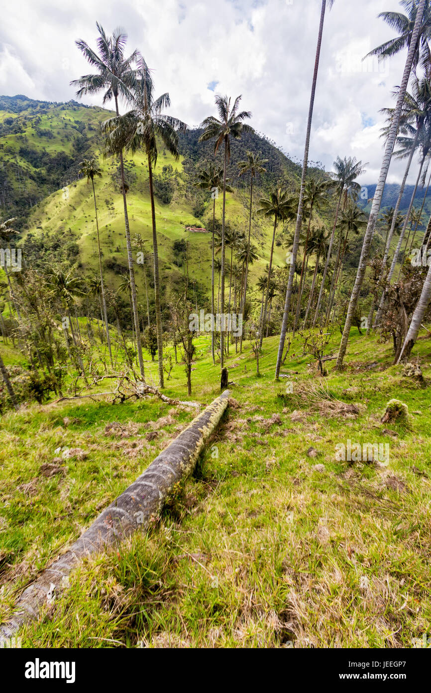 Wax Palms High Resolution Stock Photography and Images Alamy
