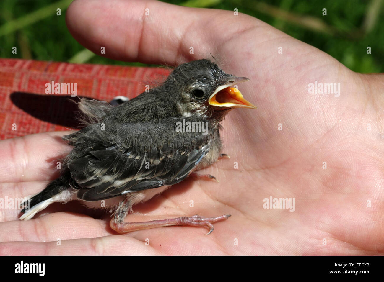 Nestling Wagtails sitting on the palm of your hand and shouts,widely opening the mouth yellow. Stock Photo