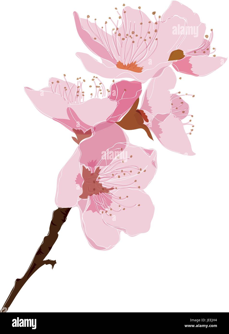 Cherry Blossom Vector Background Sakura Illustration Stock Vector Image Art Alamy