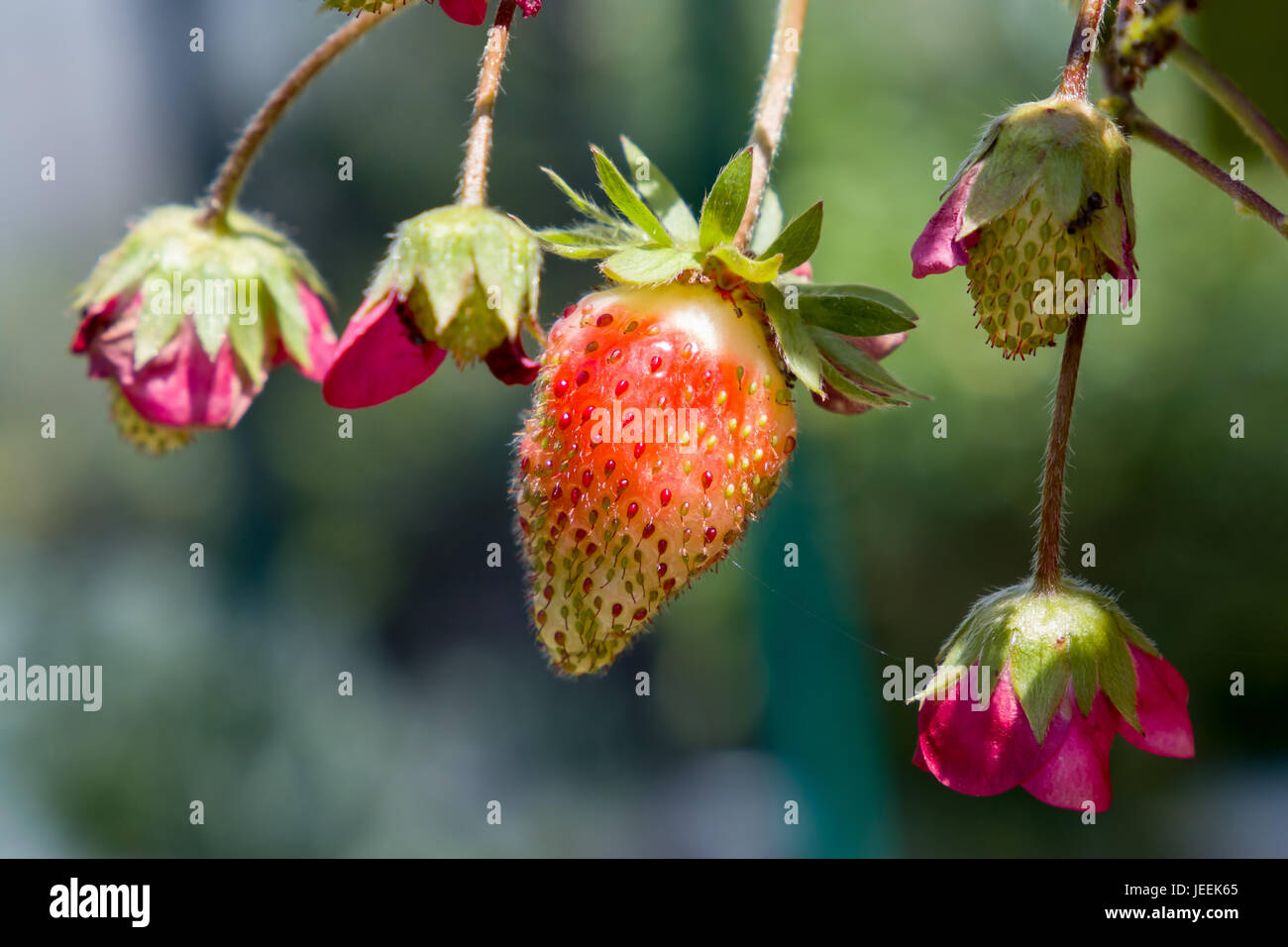 Strawberries forming and ripening in sun. Stock Photo