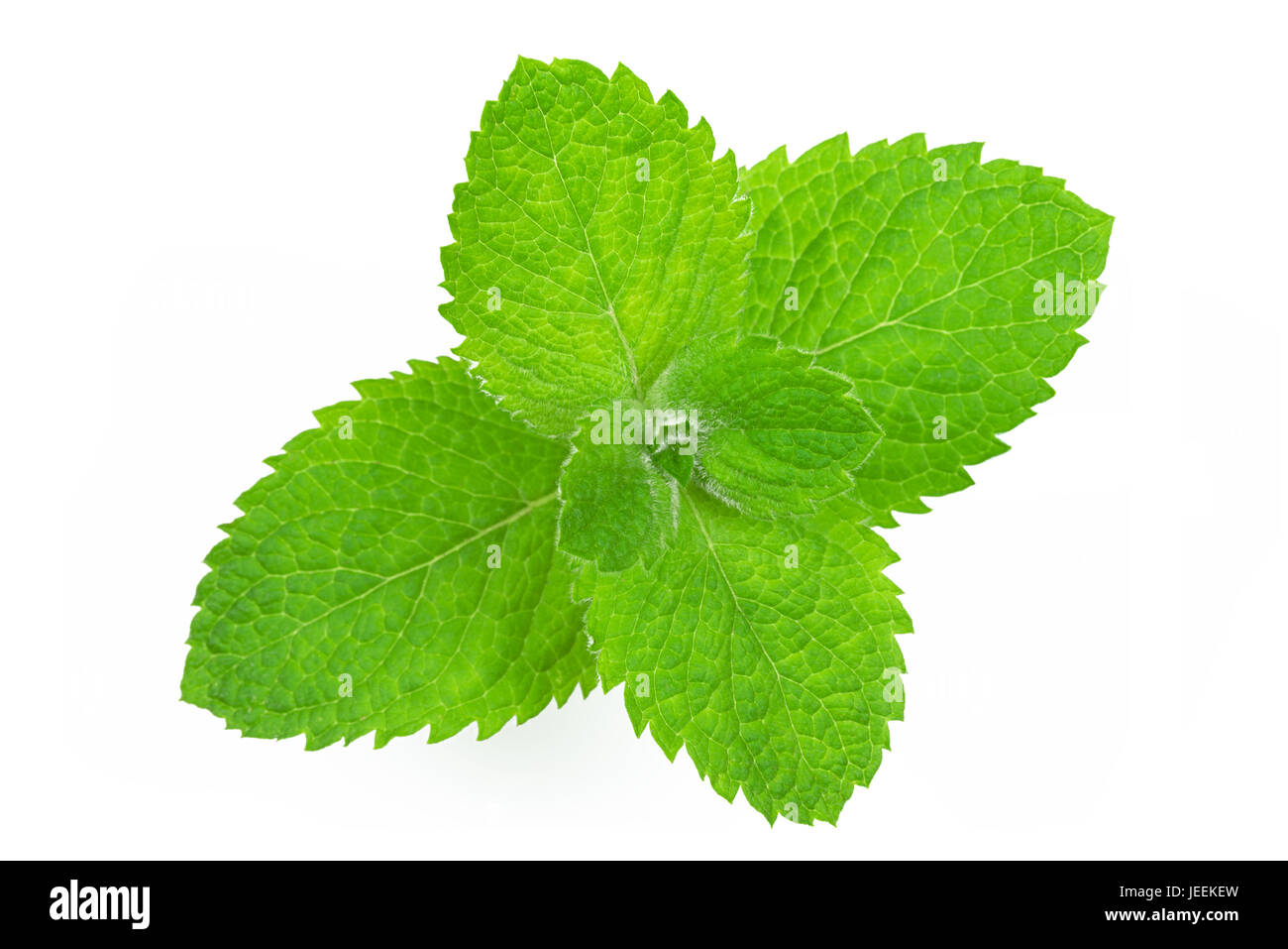 Perfect and excellent leaves of fresh and green mint in a studio close