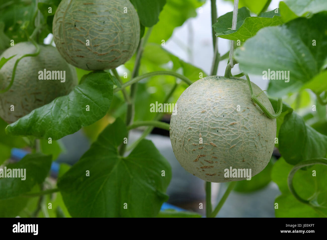 Cantaloupe melons growing in a greenhouse. selective focus Stock Photo