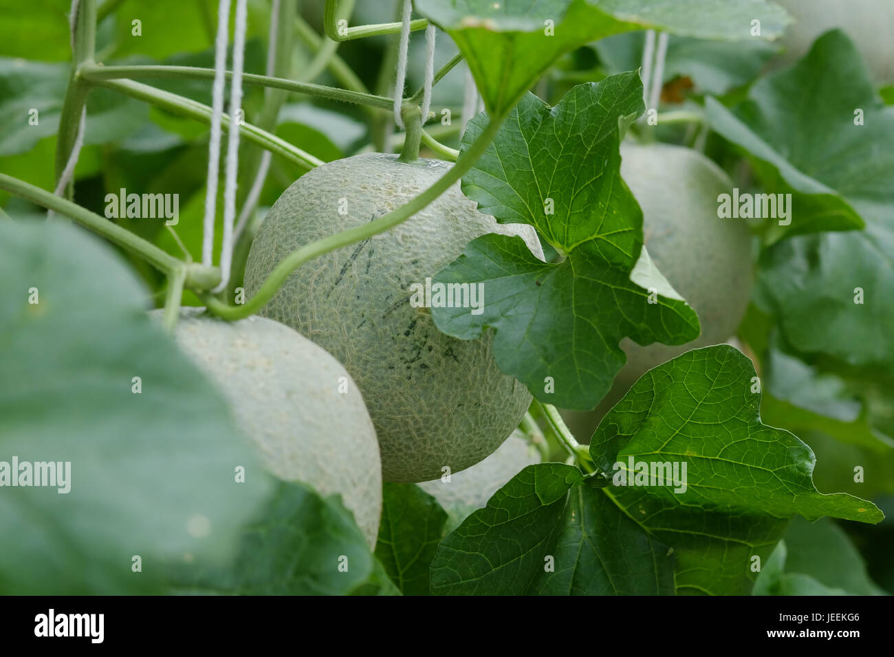 Cantaloupe farm hires stock photography and images Alamy