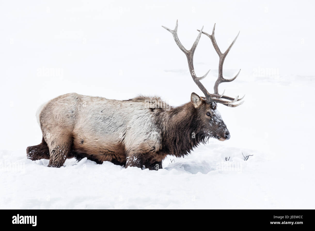 Elk - Bull Stock Photo