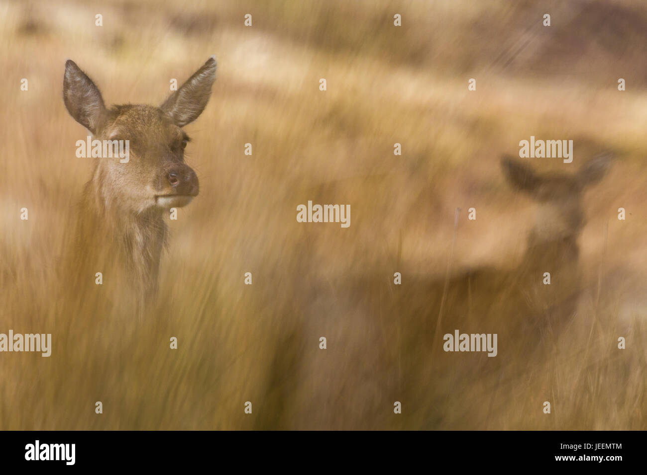 Red Deer hind Stock Photo - Alamy