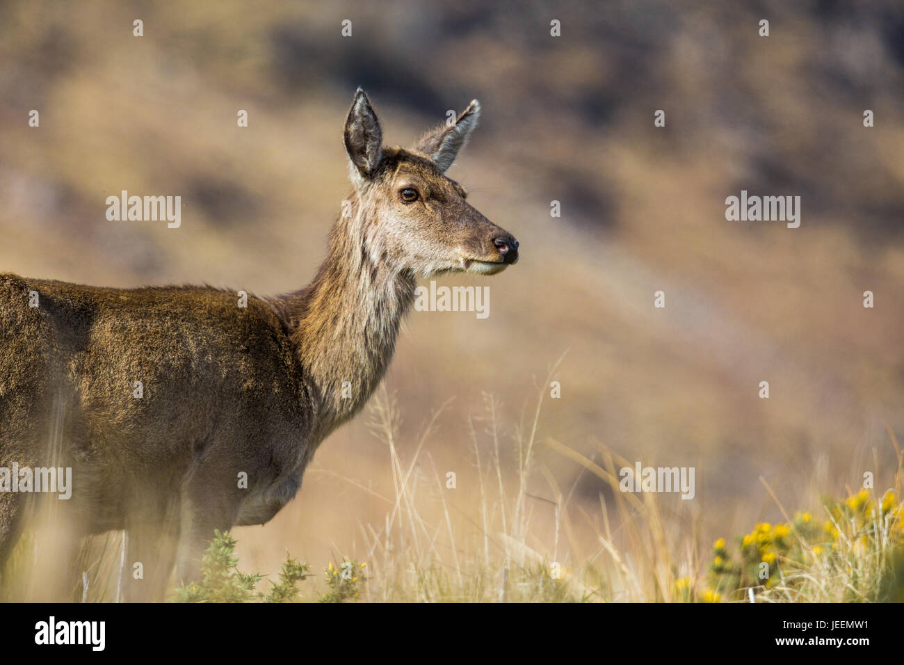Deedar Rind Red Deer hind Stock Photo - Alamy