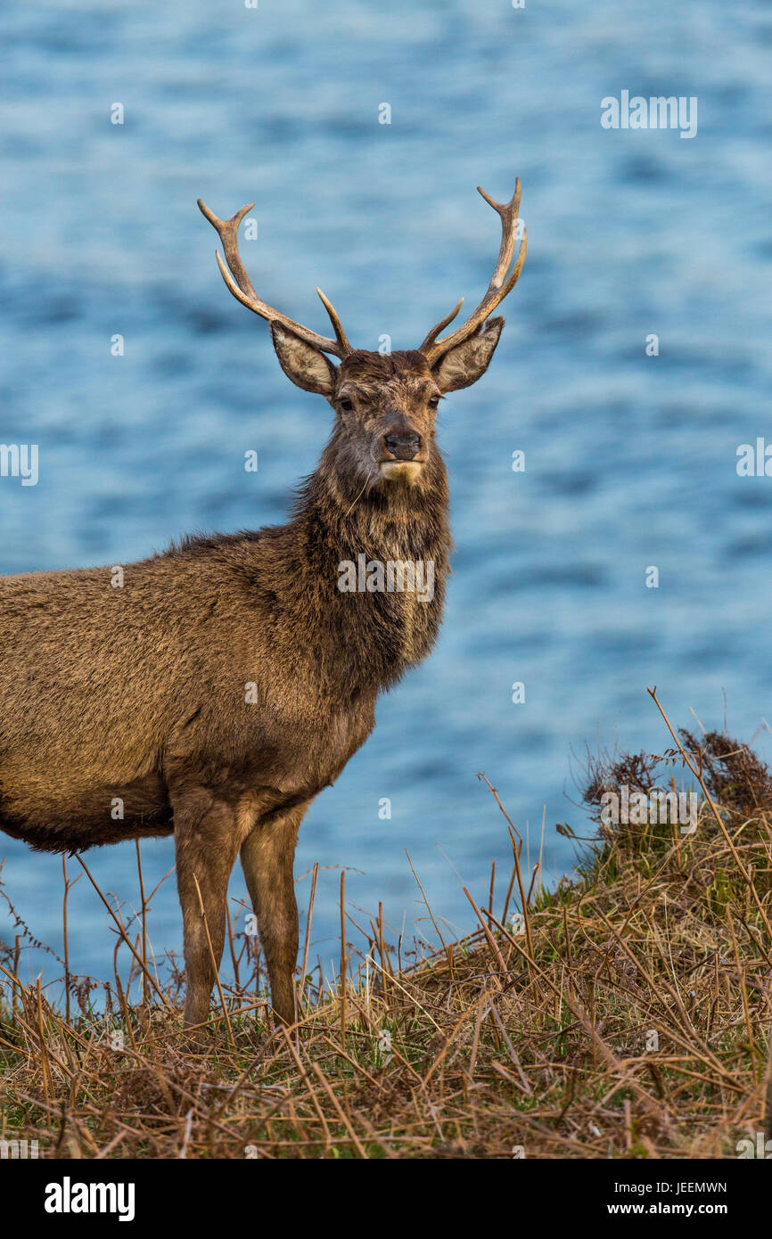 Red Deer stag by sea. Stock Photo