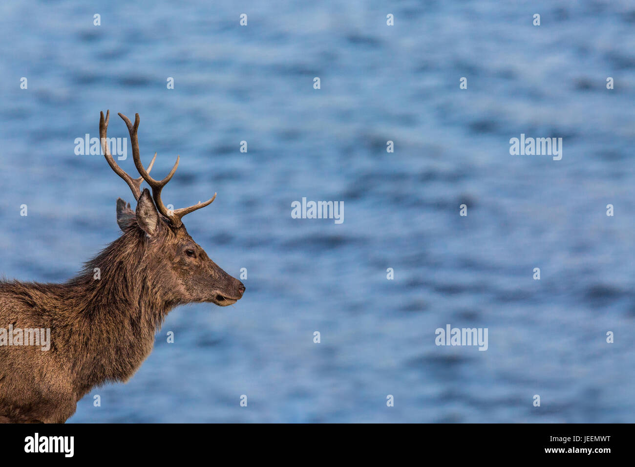 Red Deer stag by sea Stock Photo Alamy