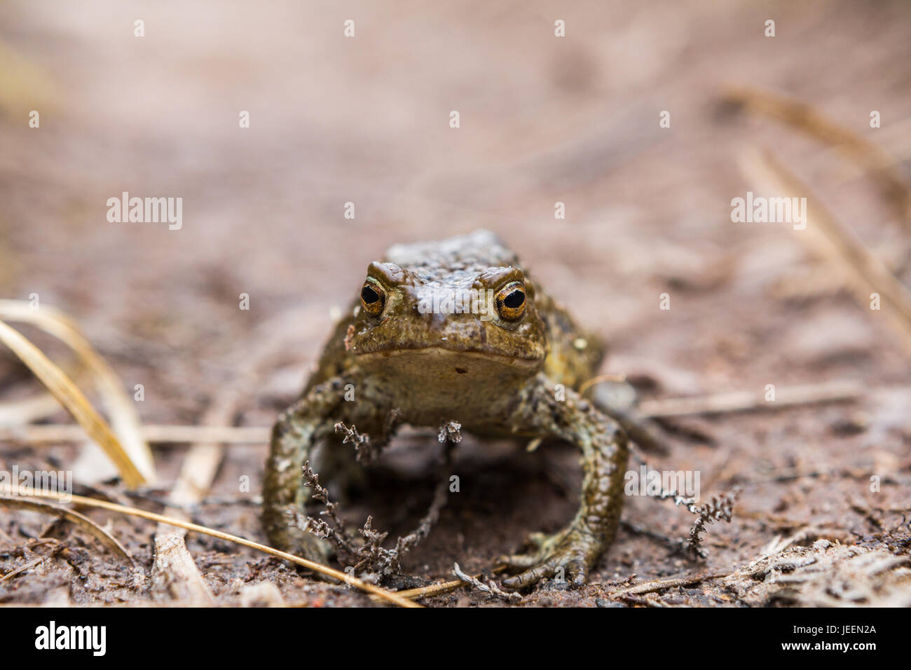 Common Frog, Torridon, Scotland Stock Photo Alamy