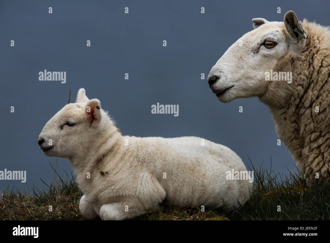 Sheep & lamb Applecross, Scotland Stock Photo