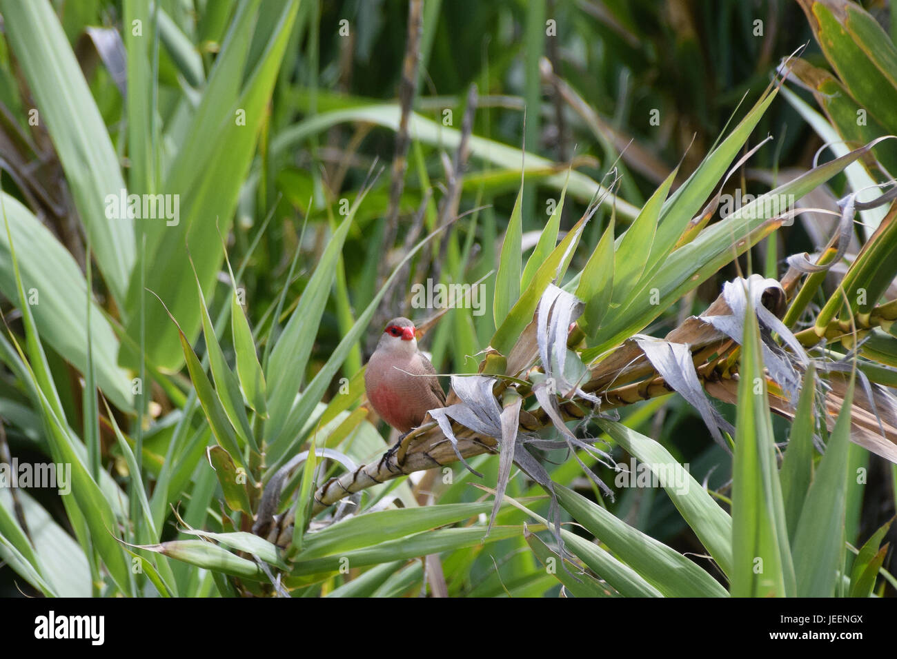 Common Waxbill wild bird amongst the vegetation in Porto Santo, Portugal Stock Photo
