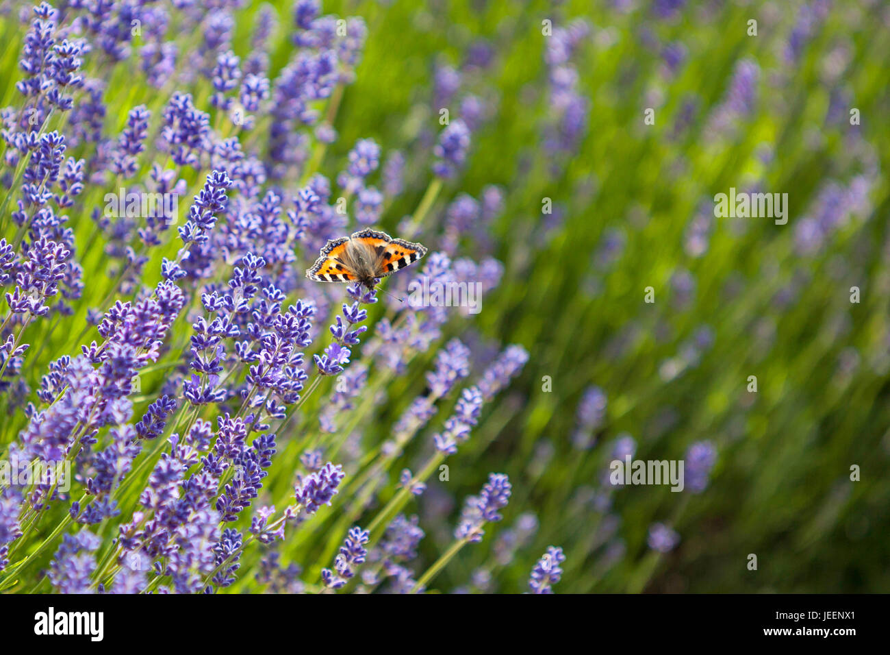 butterfly in lavender field in full bloom, Cotswold Lavender Stock Photo