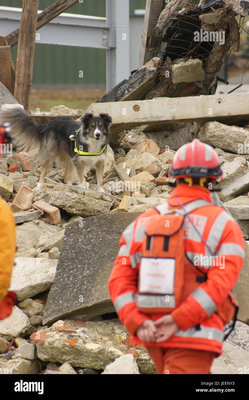 urban search and rescue dog handler, USAR Stock Photo