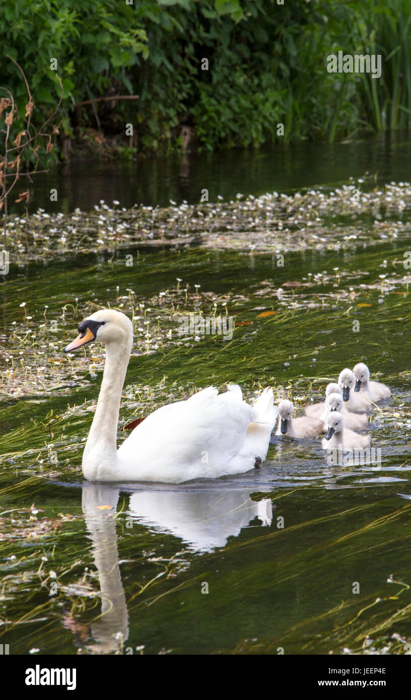 Mute Swan with Cygnets in an English river, England, UK Stock Photo