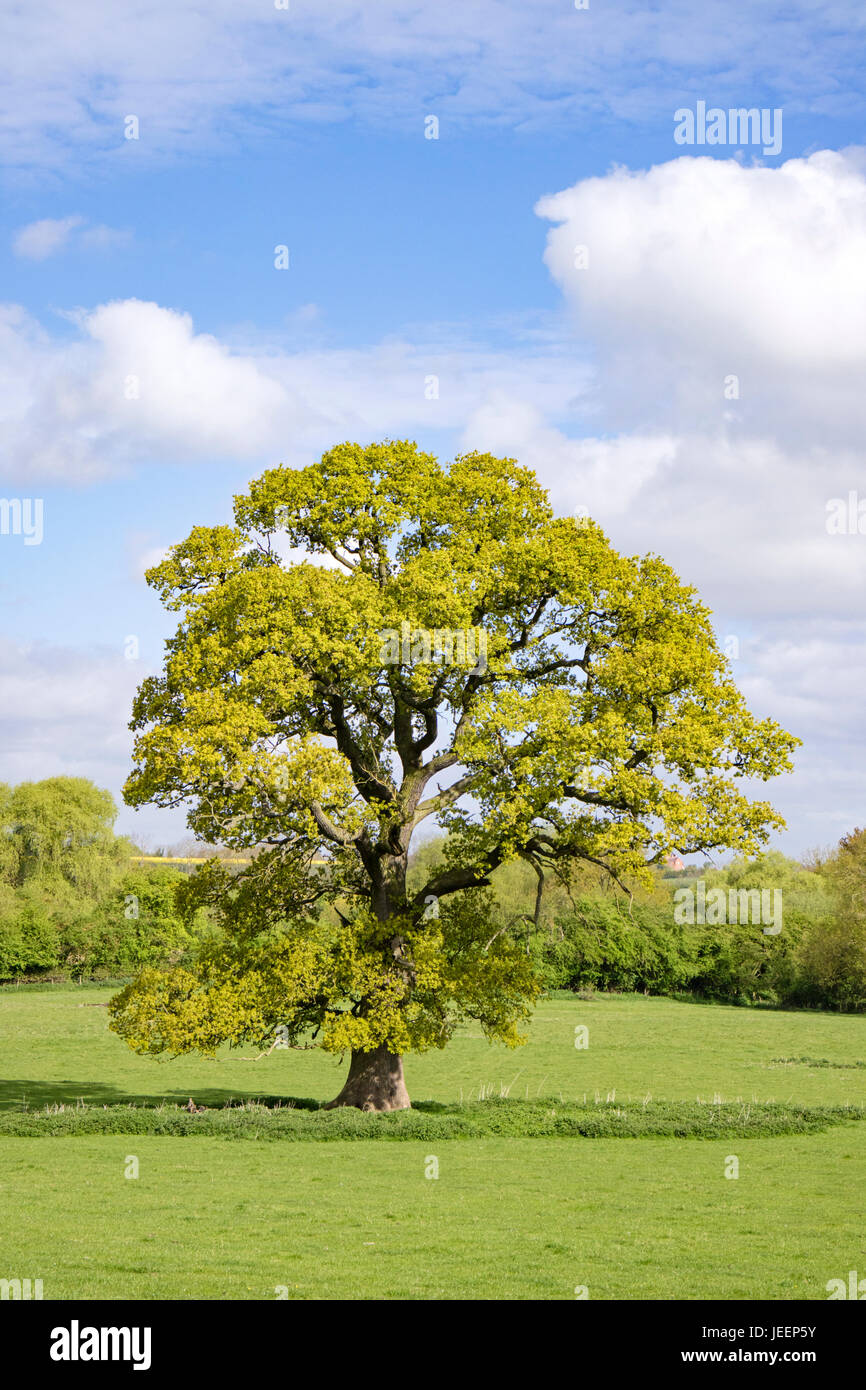 A mature English Oak tree in a field, England, UK Stock Photo