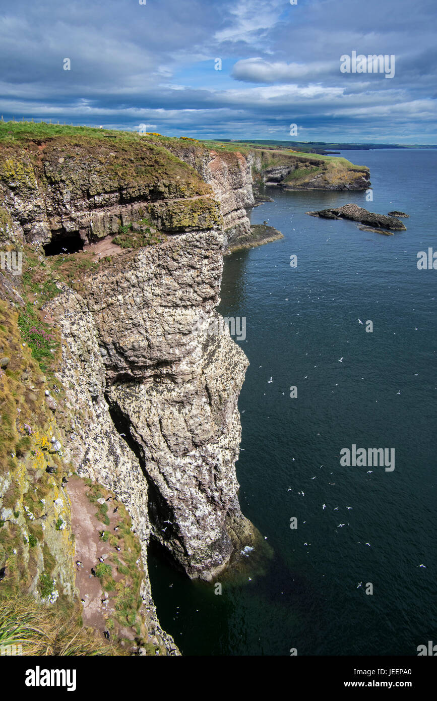 Sea cliffs, home of seabird colonies in breeding season in spring at Fowlsheugh, coastal nature reserve in Kincardineshire, Scotland, UK Stock Photo
