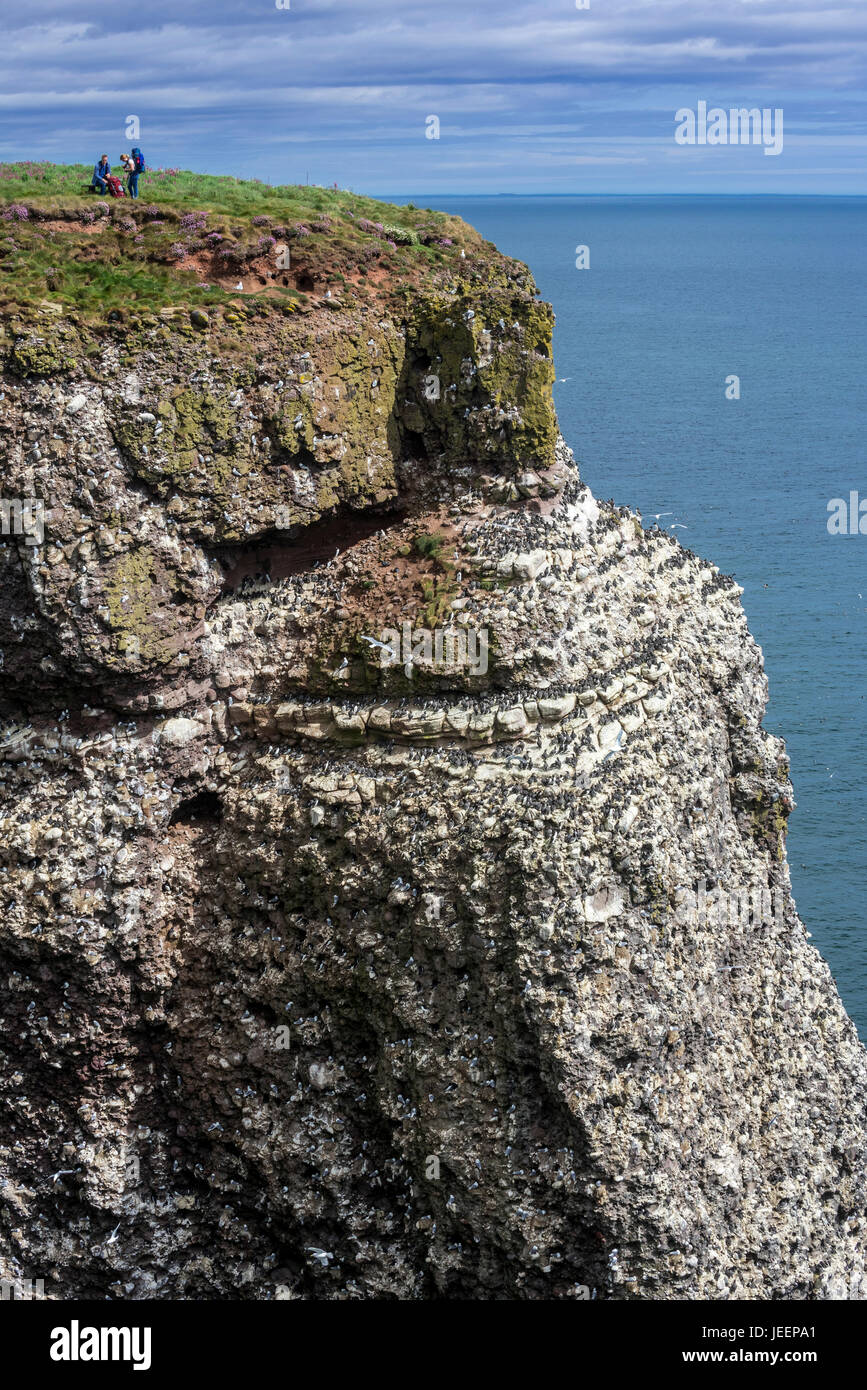 Birders at sea cliff top, home of seabird colony in breeding season in spring at Fowlsheugh, coastal nature reserve in Kincardineshire, Scotland, UK Stock Photo