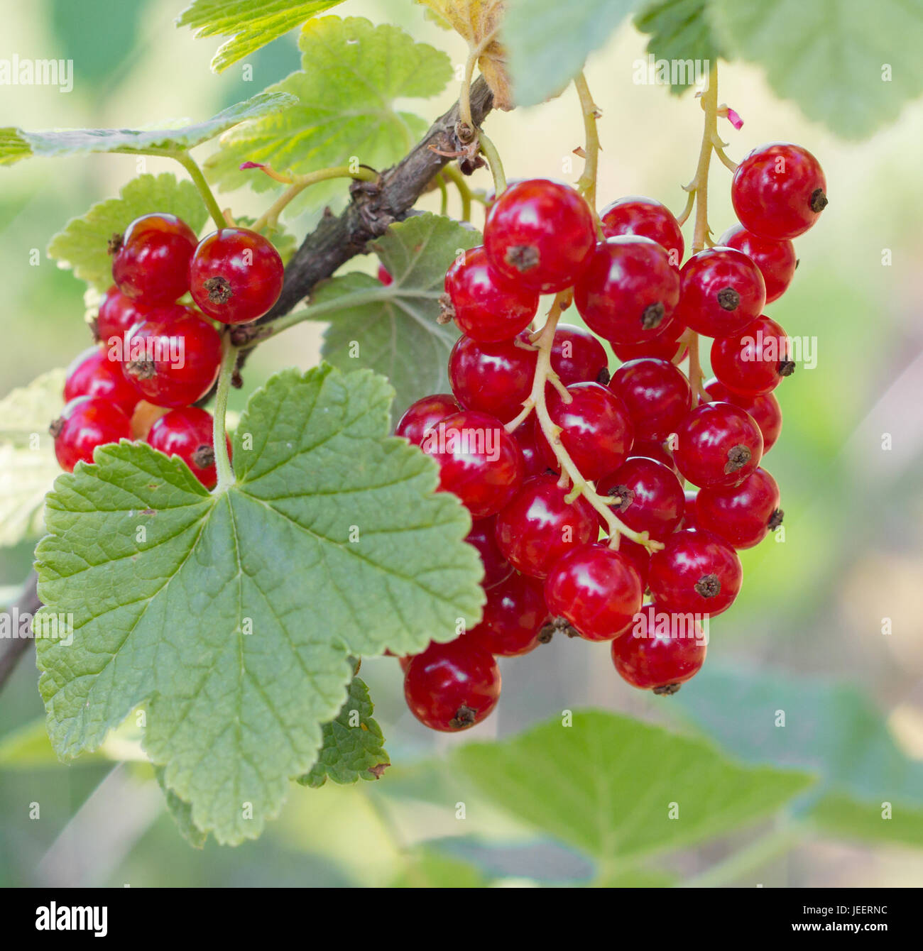 Currant fruit hi res stock photography and images Alamy