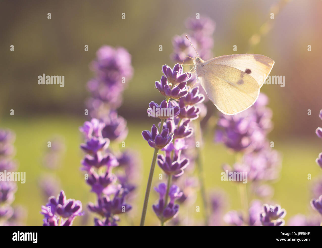 closeup of white butterfly sitting on lavender flower Stock Photo