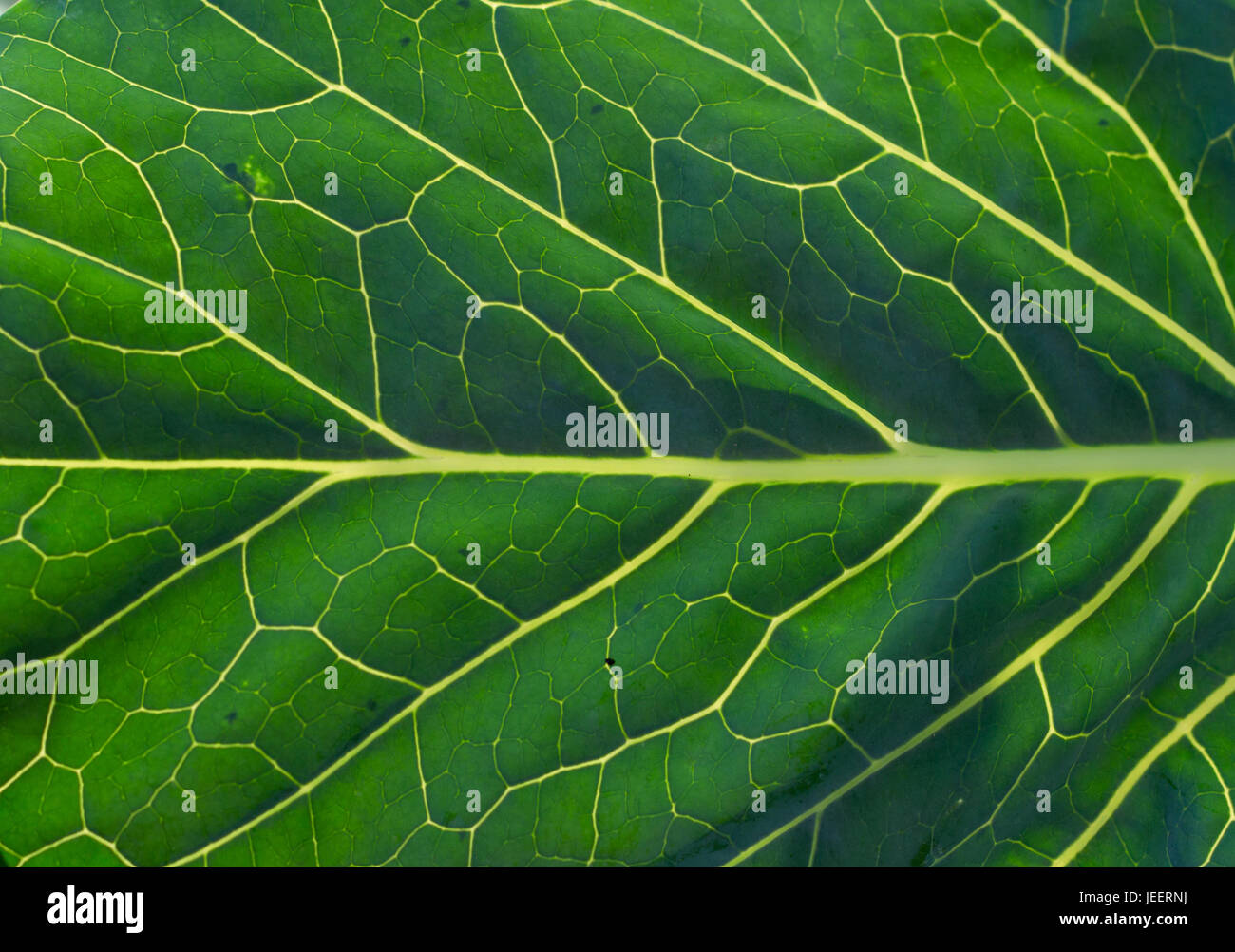 closeup of a green leaf with lots of veins Stock Photo