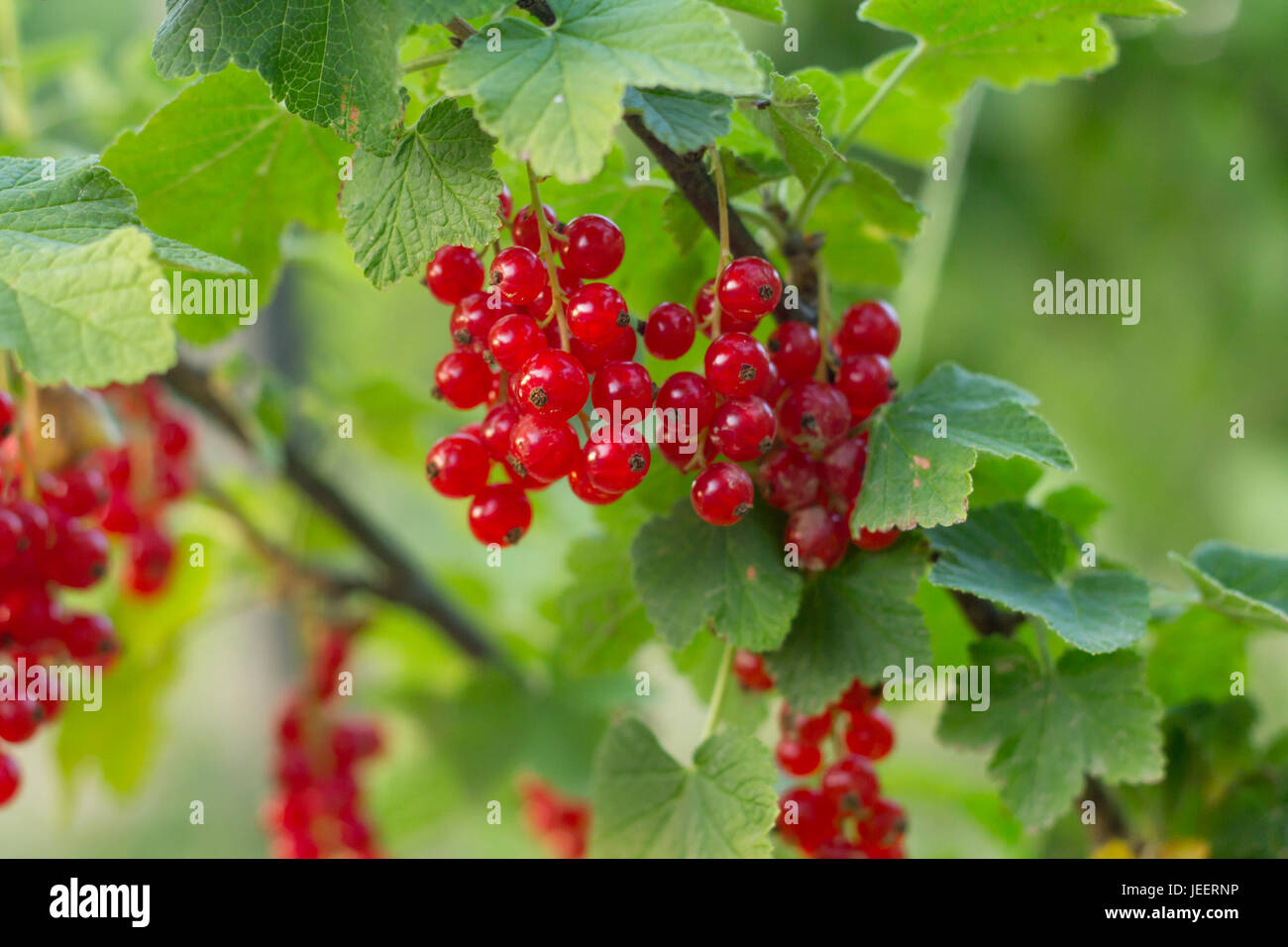 Branch of ripe currant in garden Stock Photo
