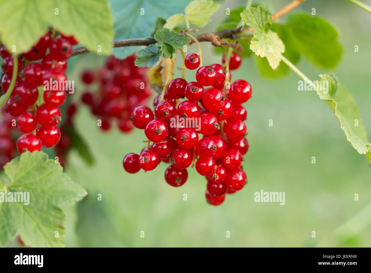 Branch of of ripe redcurrant growing in garden Stock Photo