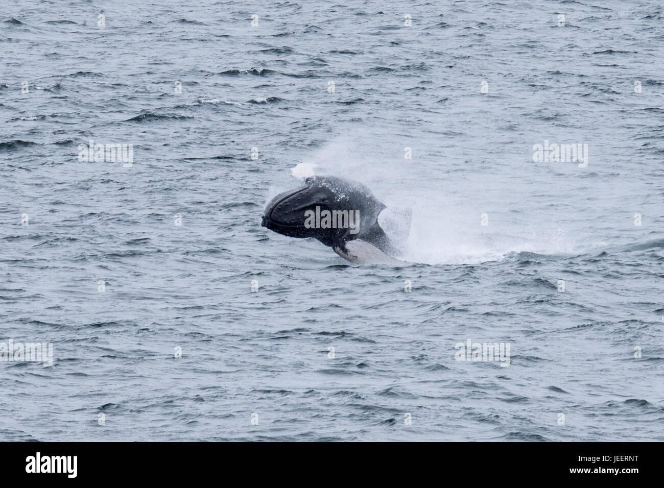 Humpback whale, Megaptera novaeangliae, breaching off the Snæfellsnes peninsula, Iceland Stock Photo