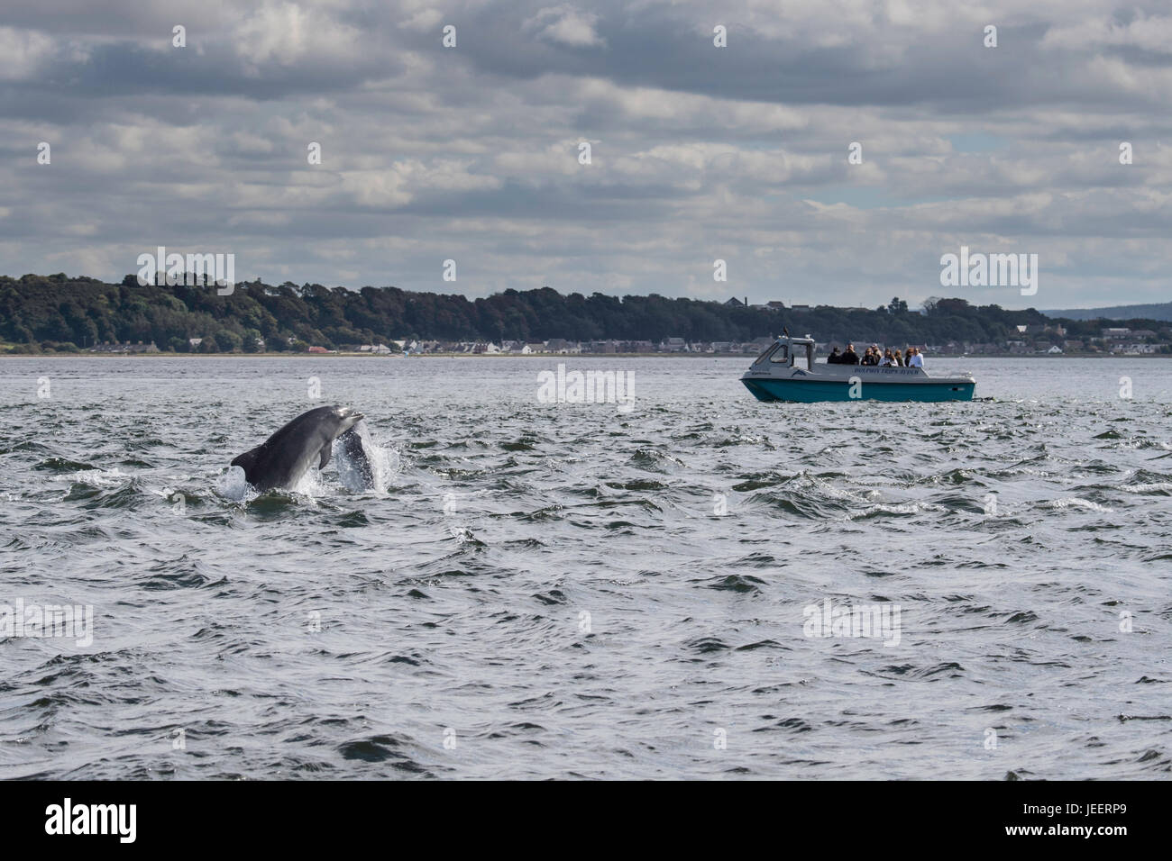 Two Common Bottlenose Dolphins, breaching in front of tourist dolphin watching boat, Chanonry Point, Black Isle, Moray Firth, Scotland, United Kingdom Stock Photo