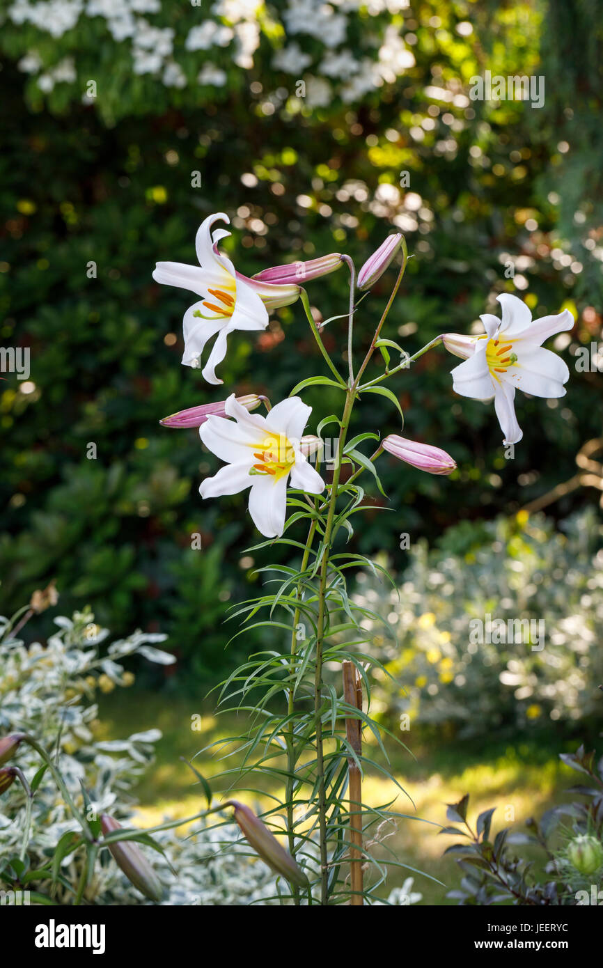 White trumpet lily, Lilium regale or regale lily, flowering in summer in a garden in southeast England, UK Stock Photo