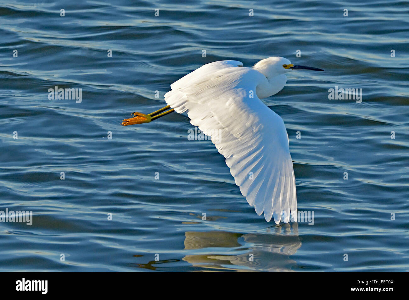 Snowy Egret Flying Low over water Stock Photo