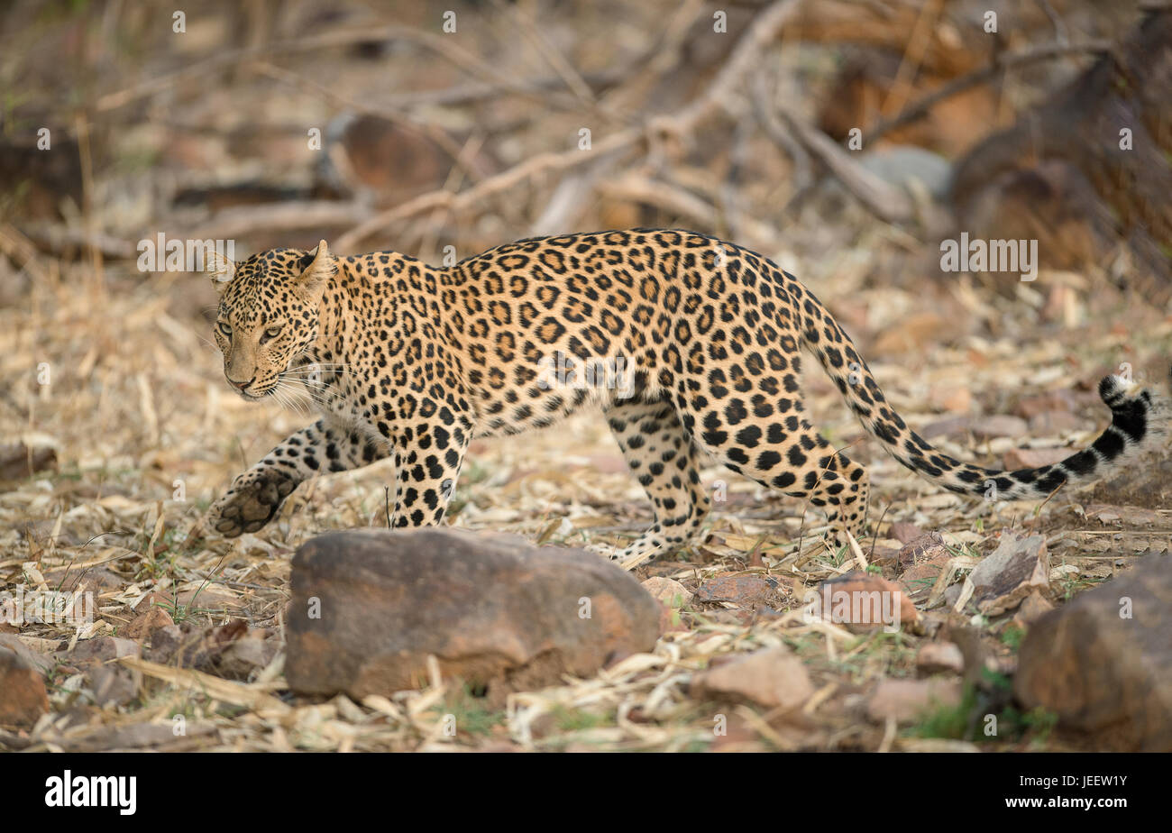 Breeding jungle cat animal hi-res stock photography and images - Alamy