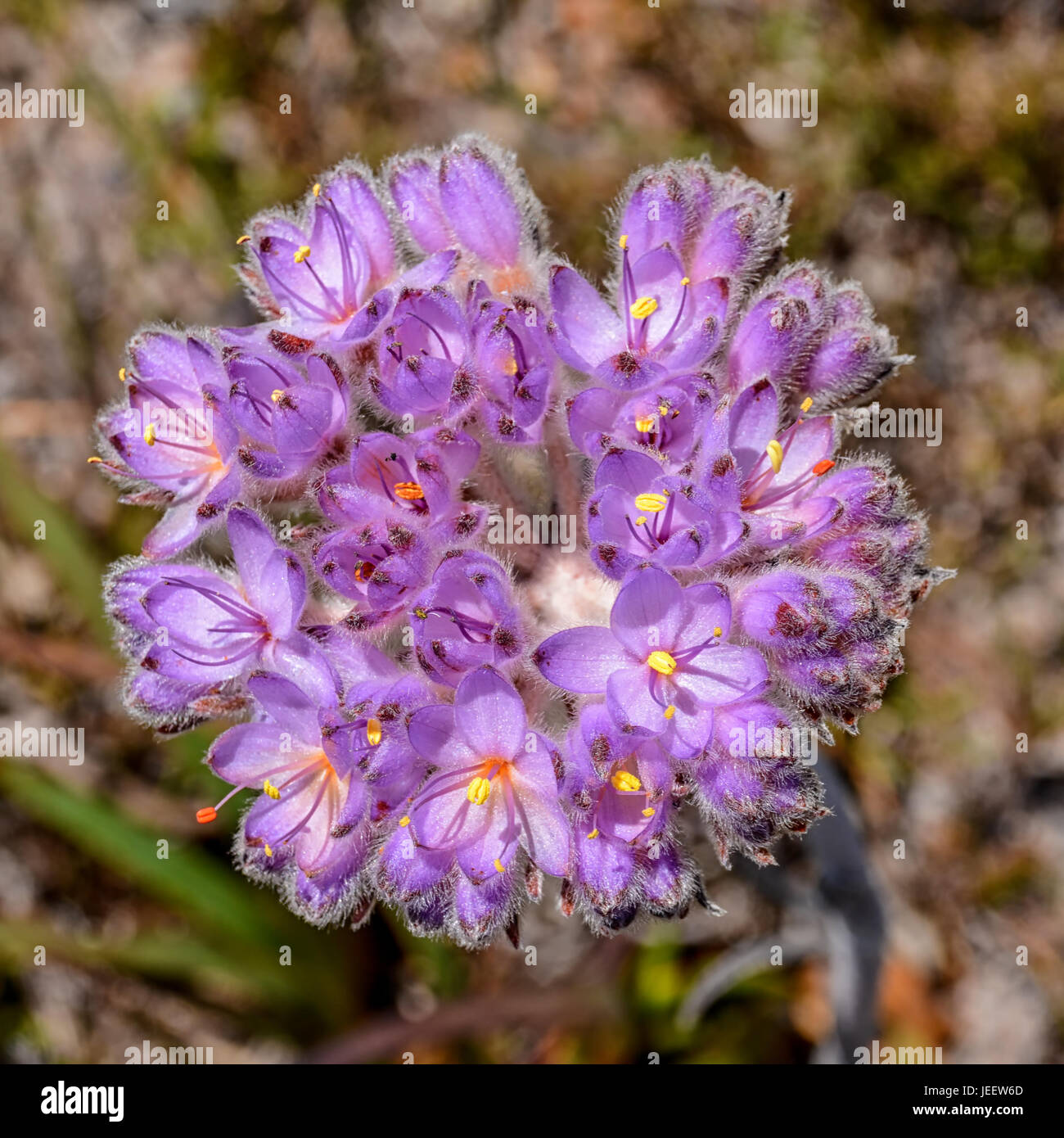 Dilatris hires stock photography and images Alamy