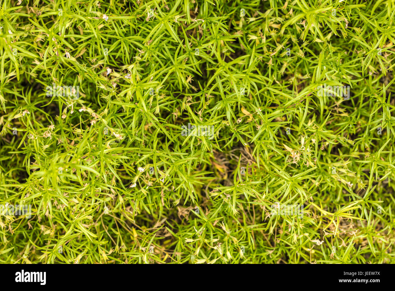 Natural abstract background leaves ground-cover green plant close-up ...