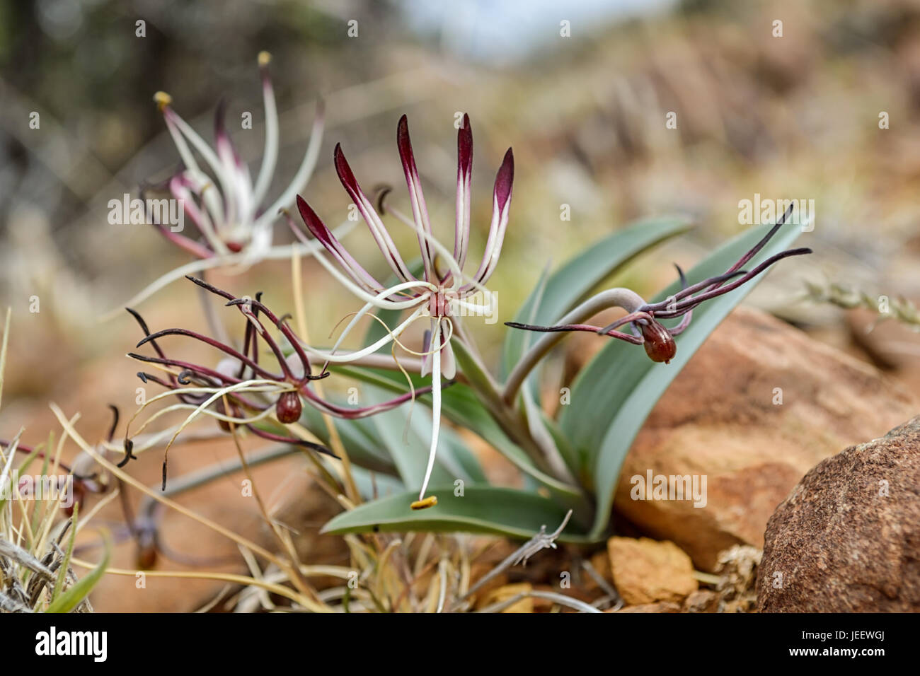 An Ornithoglossum undulatum flower in the Karoo region of Southern Africa Stock Photo