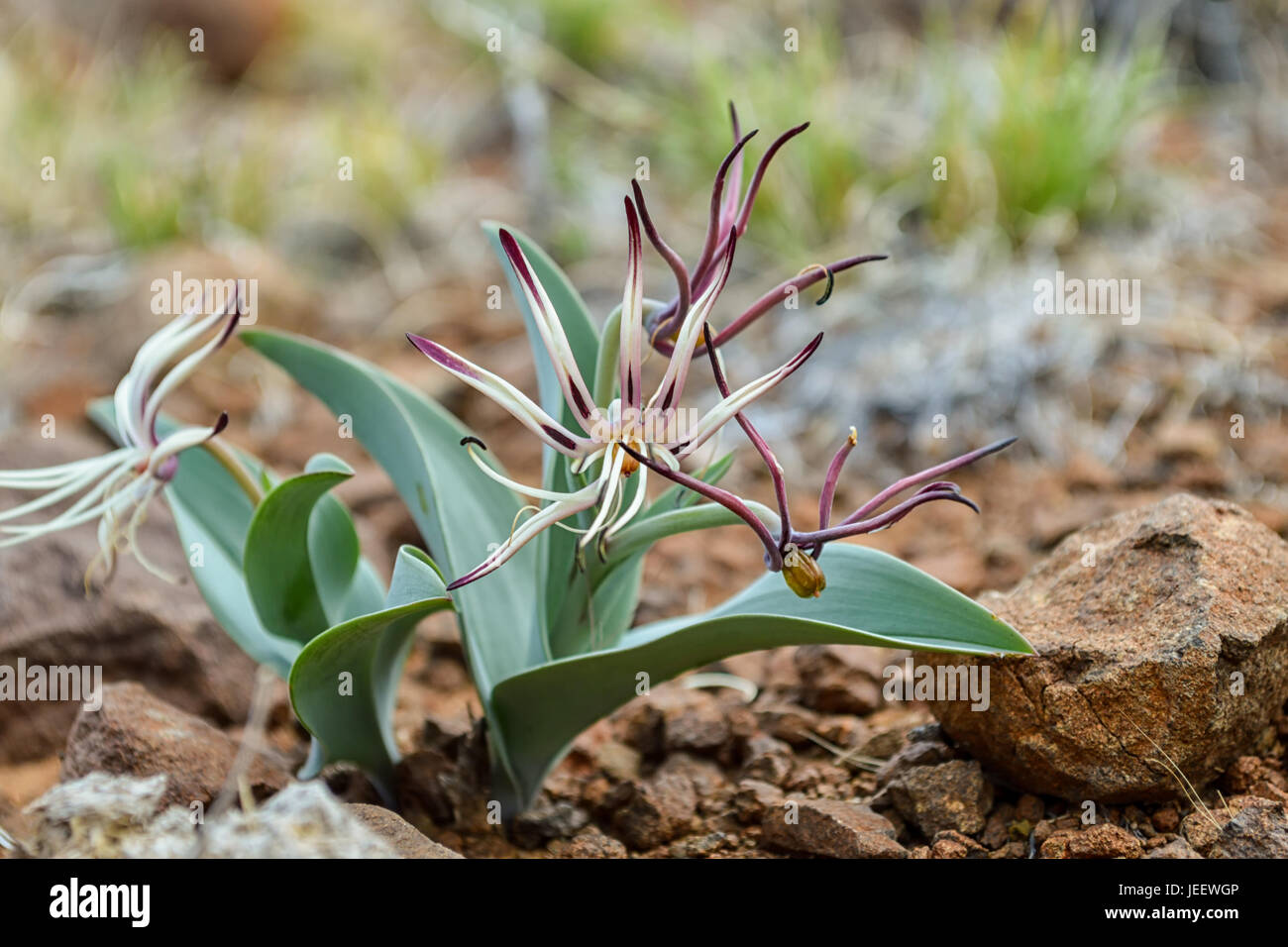 An Ornithoglossum undulatum flower in the Karoo region of Southern Africa Stock Photo