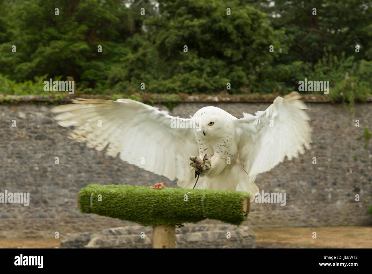 snowy owl flying to its prey Stock Photo