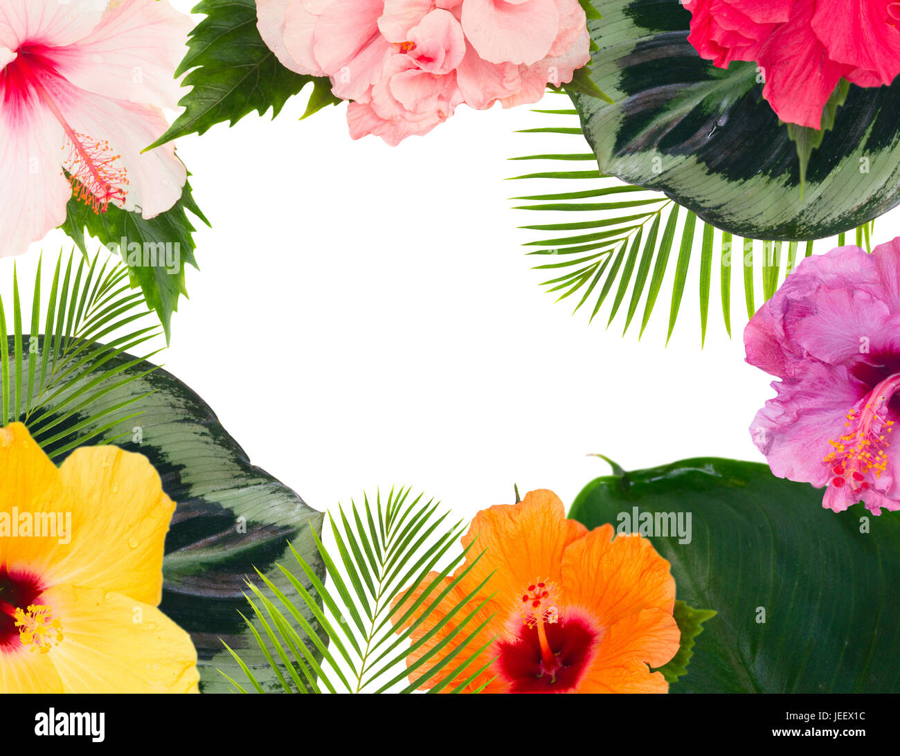 tropical flowers and leaves - frame of fresh multicilored hibiscus ...