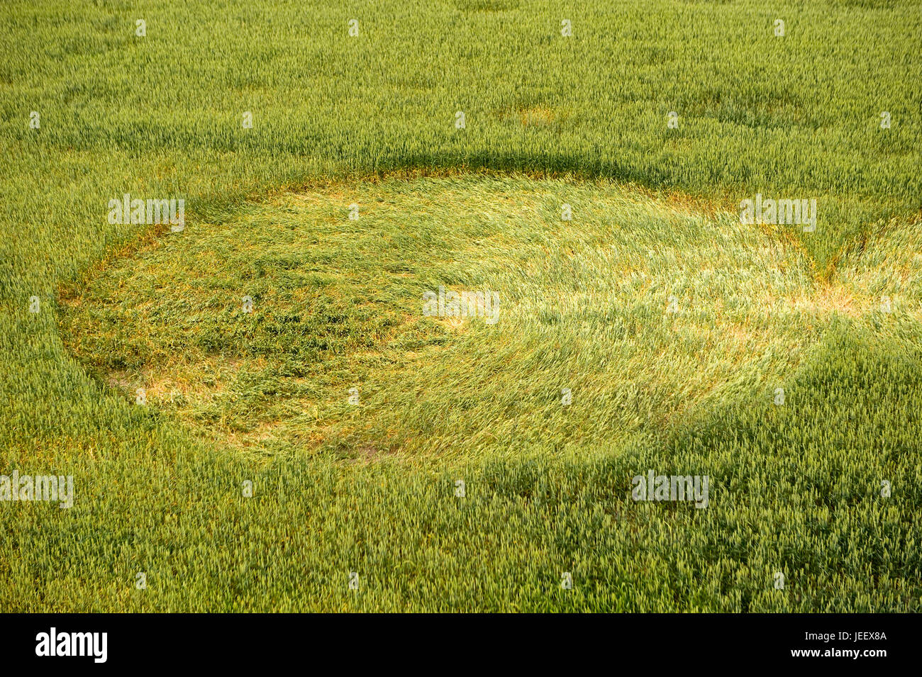 Mysterious Crop Circle In A Wheat Field Near The City Of Lochem In The