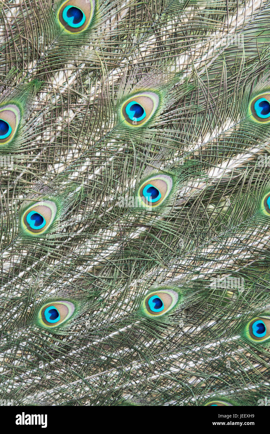 Detail of peacock feathers. Exotic bird plumage. Wildlife pattern with eyes. Stock Photo